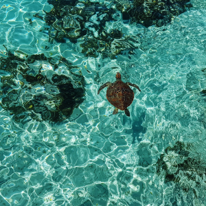 Sé parte del turismo sostenible. Conoce la Reserva de Biósfera de la Unesco Seaflower