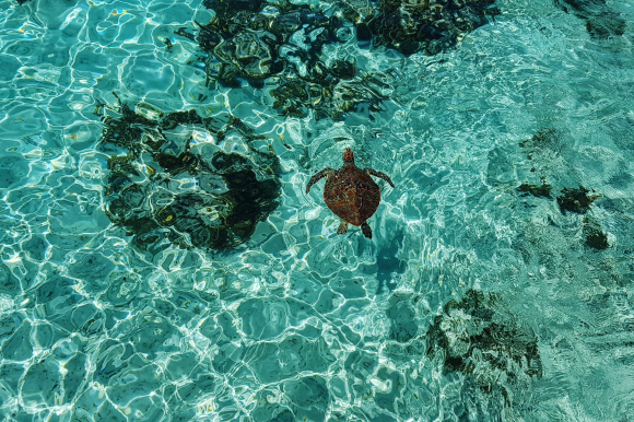 Sé parte del turismo sostenible. Conoce la Reserva de Biósfera de la Unesco Seaflower