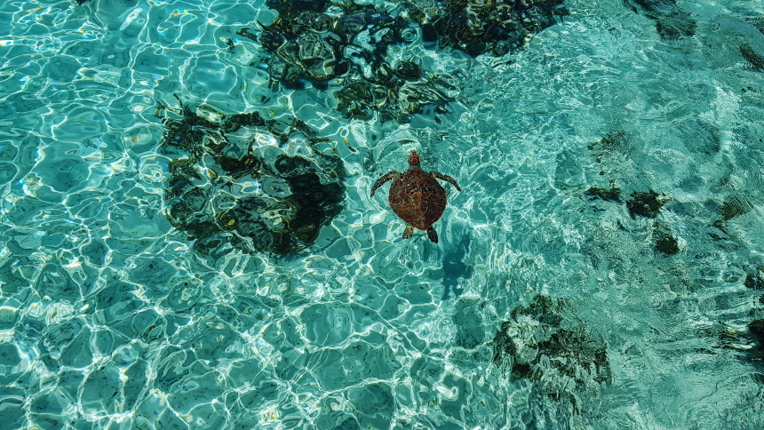 Sé parte del turismo sostenible. Conoce la Reserva de Biósfera de la Unesco Seaflower