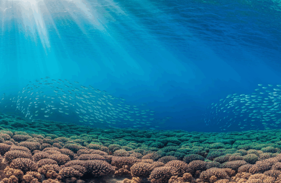 Explora el Paraíso Submarino de San Andrés